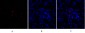 Smad3 Polyclonal Antibody